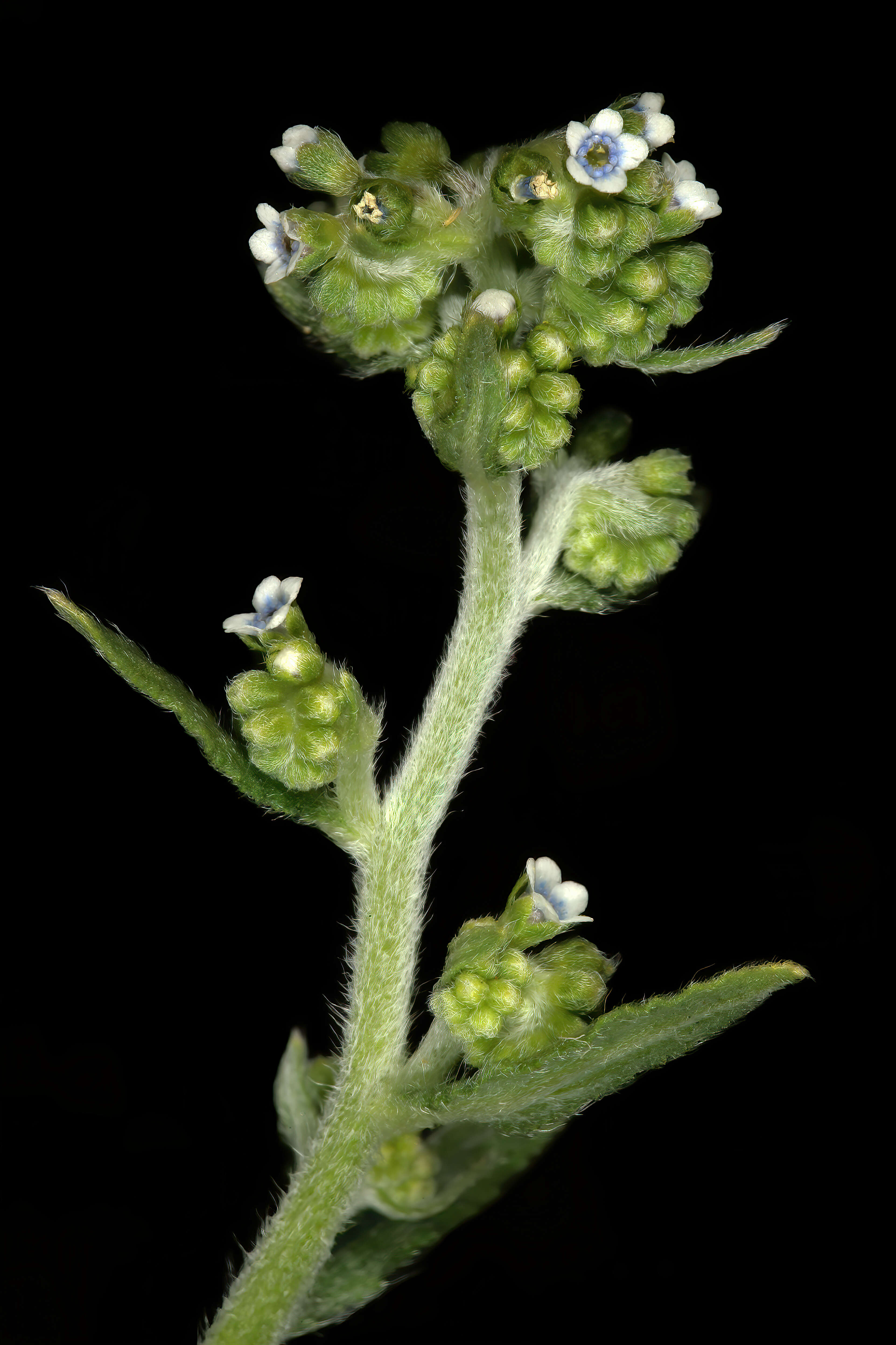 Image of Cynoglossum lanceolatum Forskál