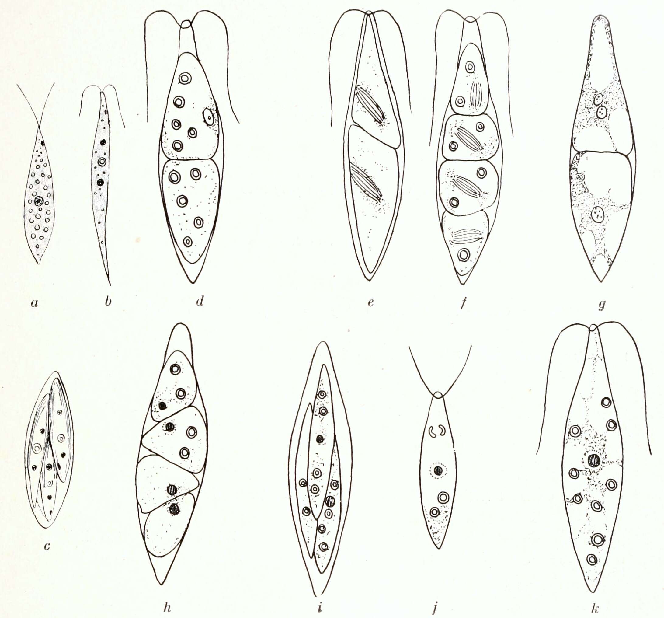 Image of Chlorogonium Ehrenberg 1836