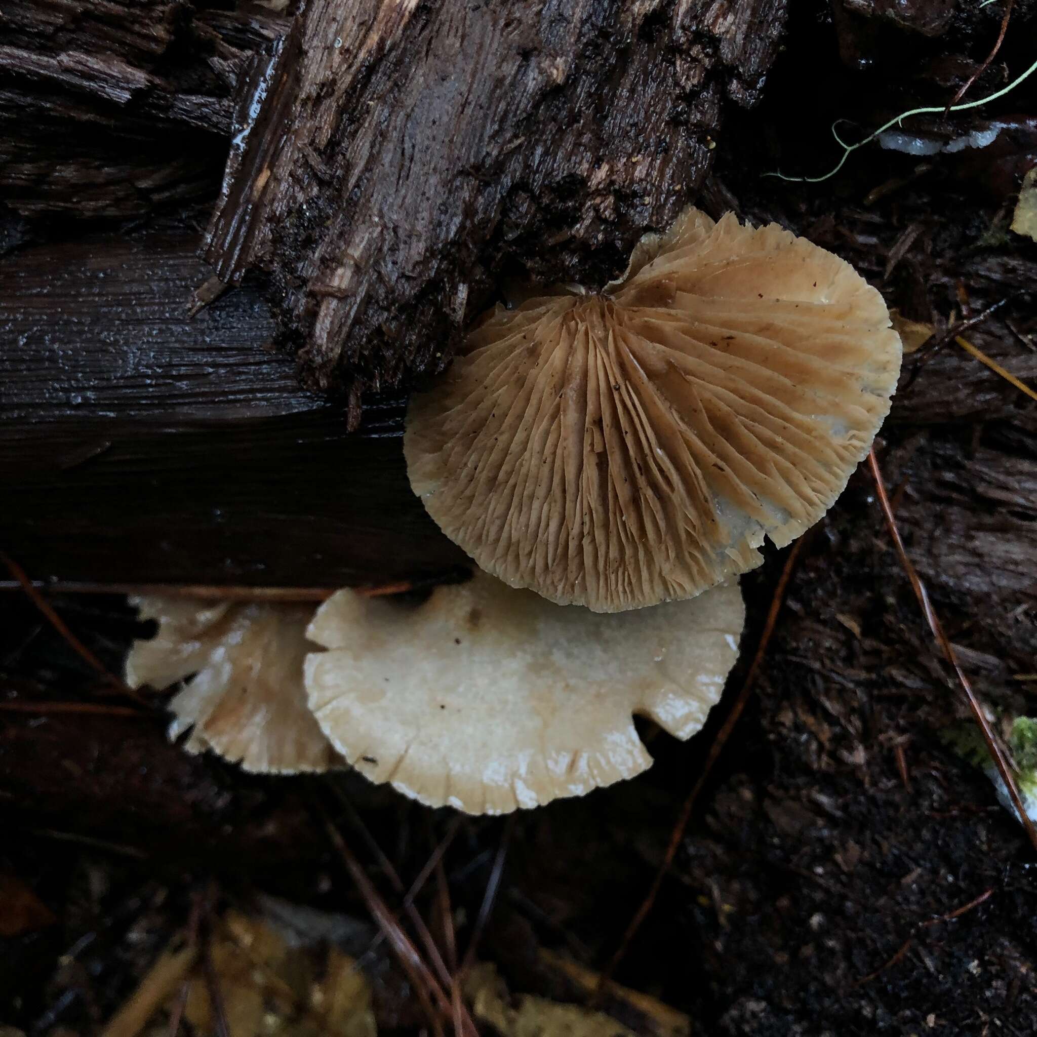 Image of Crepidotus mollis (Schaeff.) Staude 1857