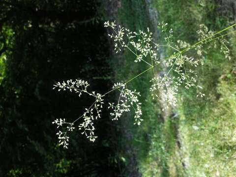 Image of Tufted Hair-grass