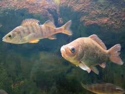 Image of Crucian Carp