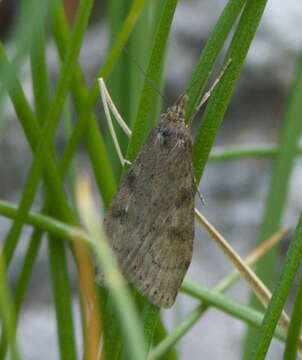 Image of Celery leaftier