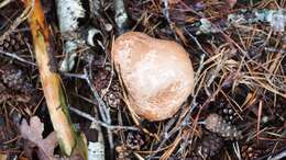 Image of birch polypore