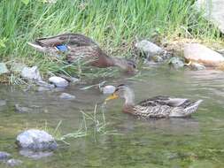 Image of Common Mallard