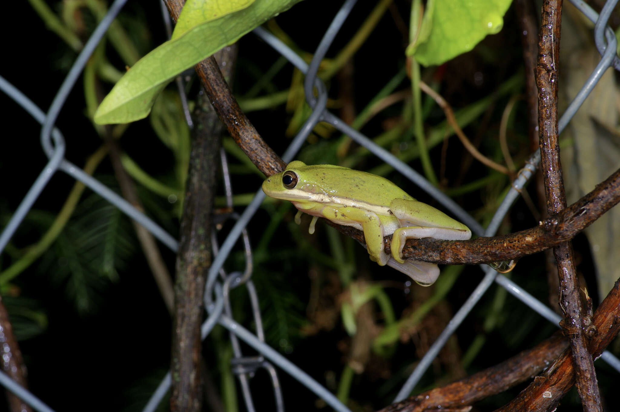 Image of American Green Treefrog