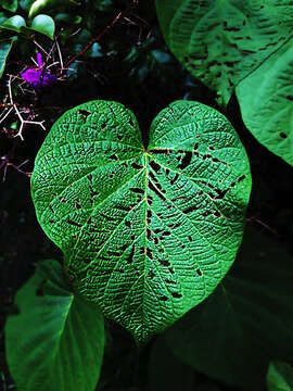 Слика од Piper umbellatum L.