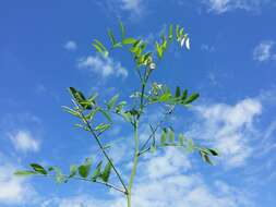 Image of Goat's rue