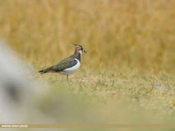 Image of Lapwing