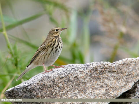 Image of Tree Pipit