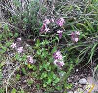 Silene aegyptiaca (L.) L. fil.的圖片