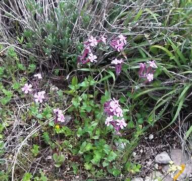 Silene aegyptiaca (L.) L. fil.的圖片