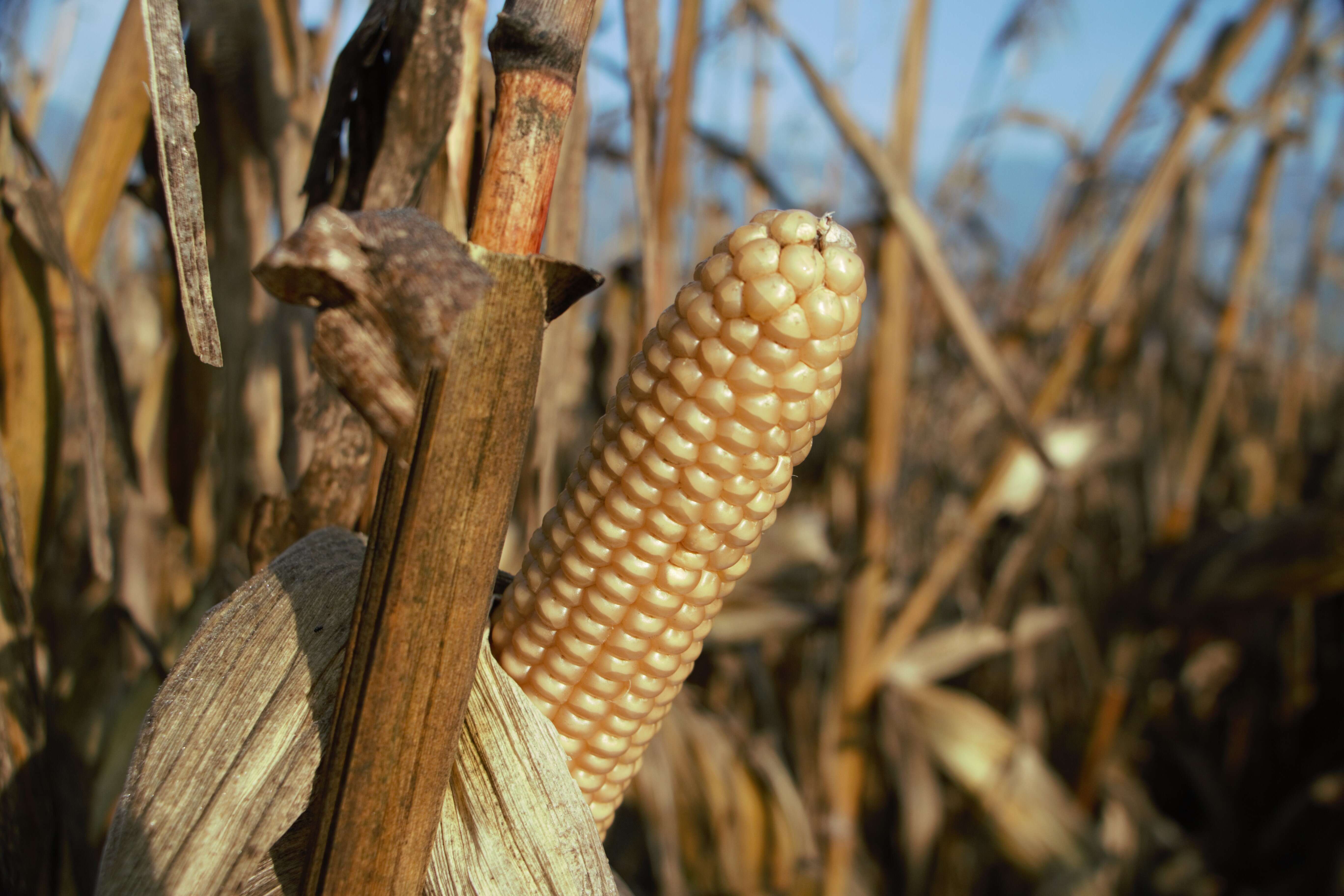 Image of Zea mays Saccharata