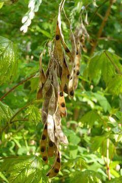 Image of Common Laburnum