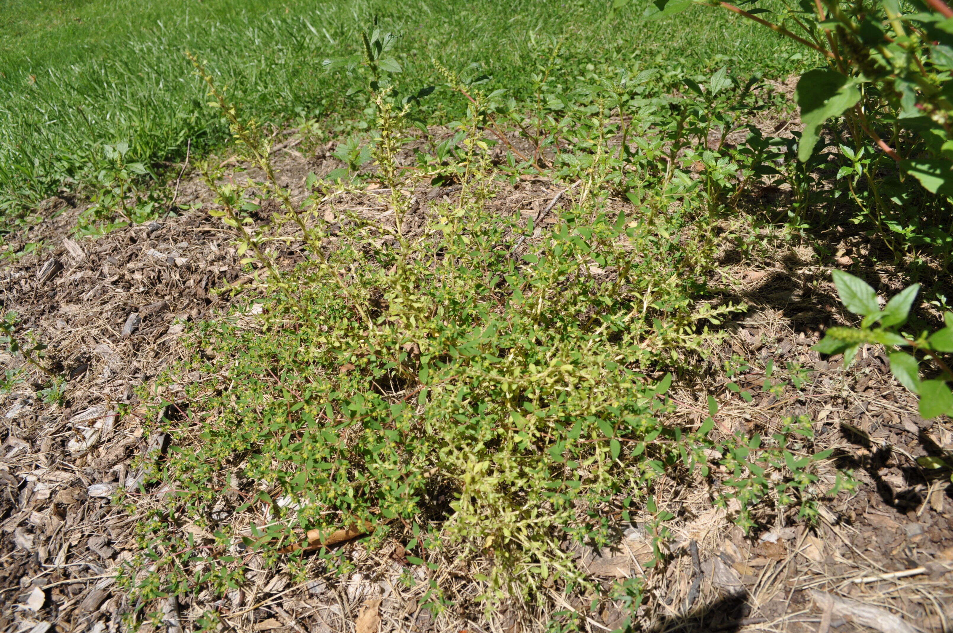 Image of white amaranth, white pigweed