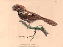 Image of Horsfield's Frogmouth