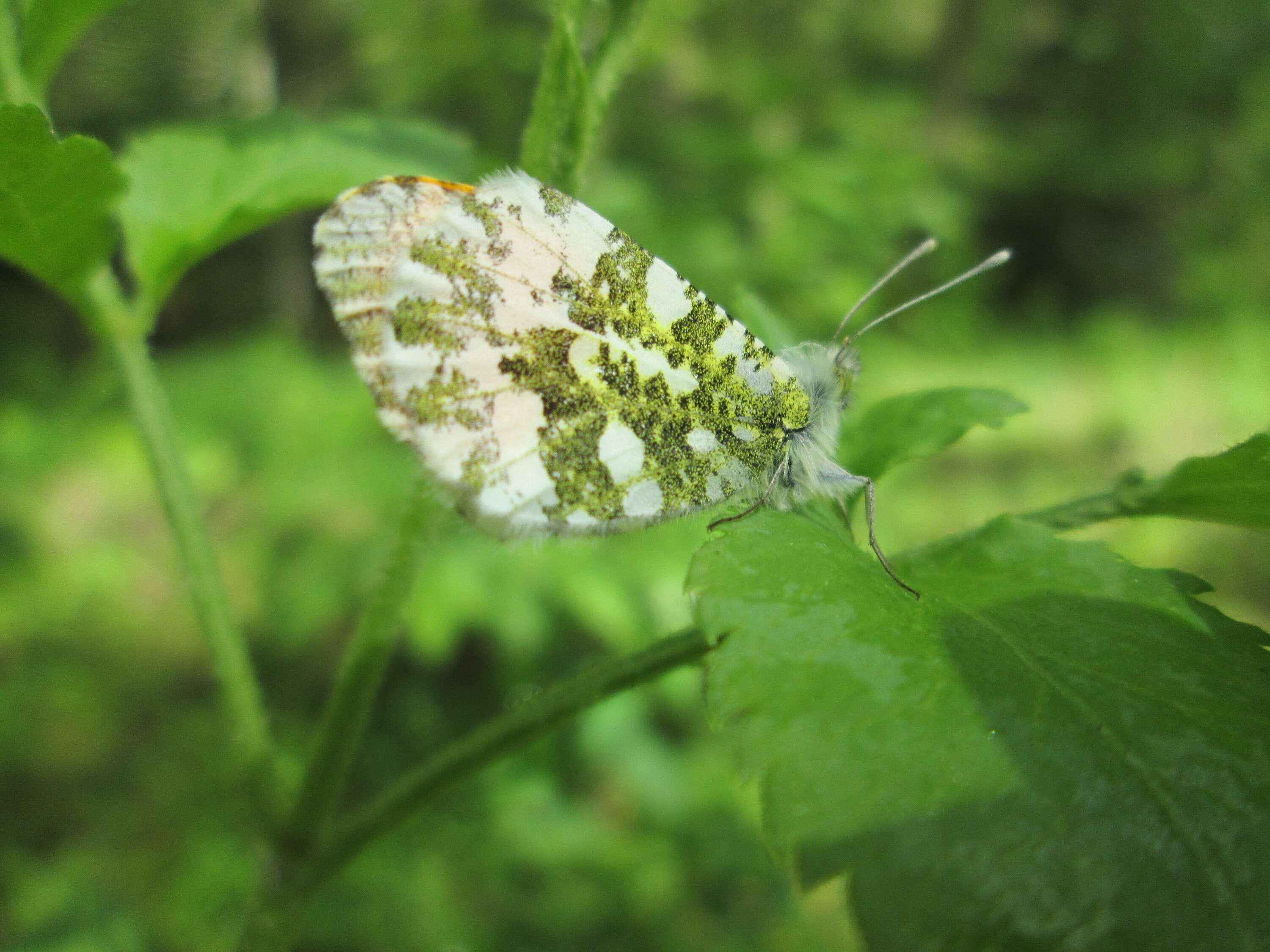 Image of orange tip