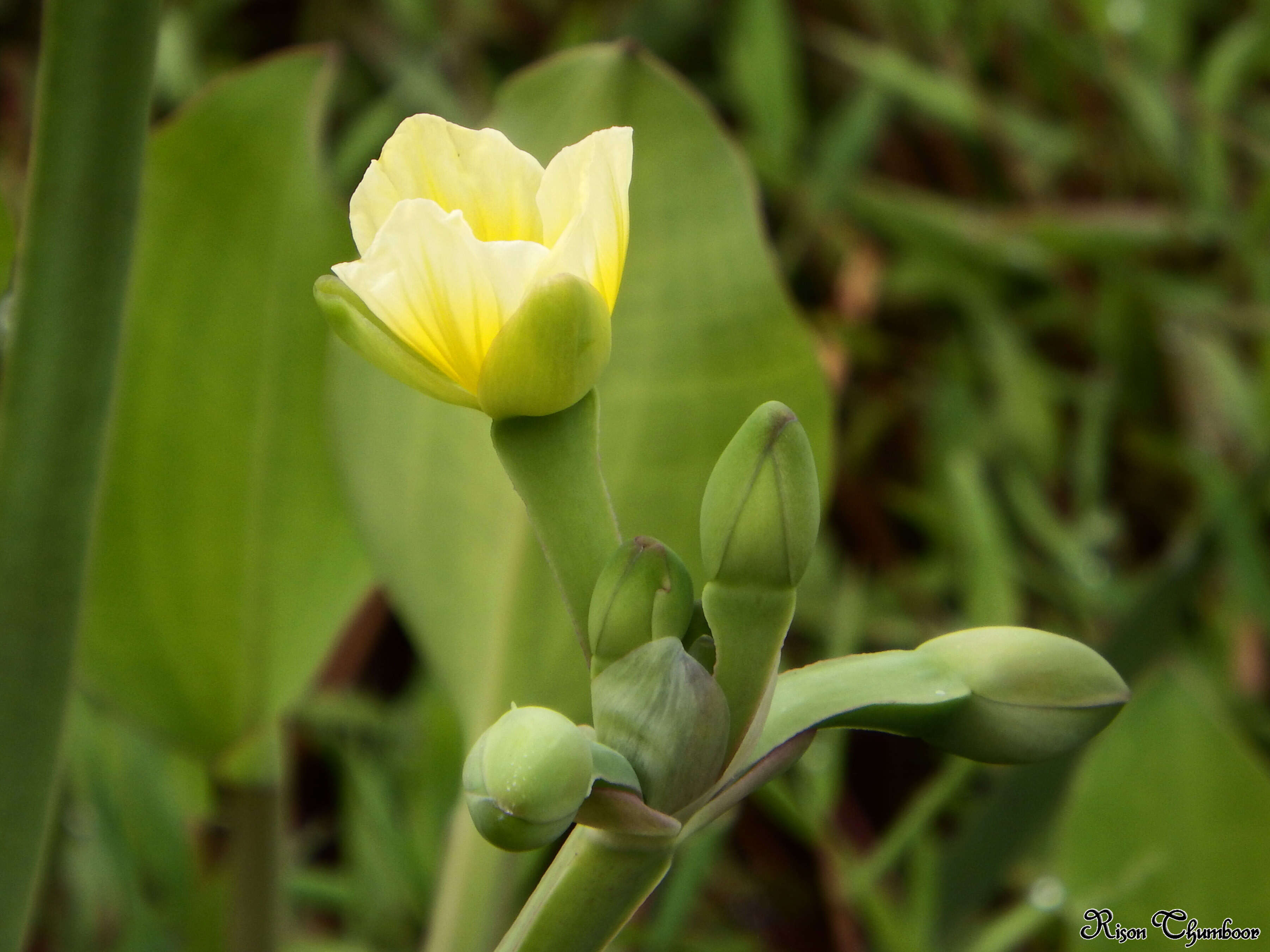 Image of velvetleaf