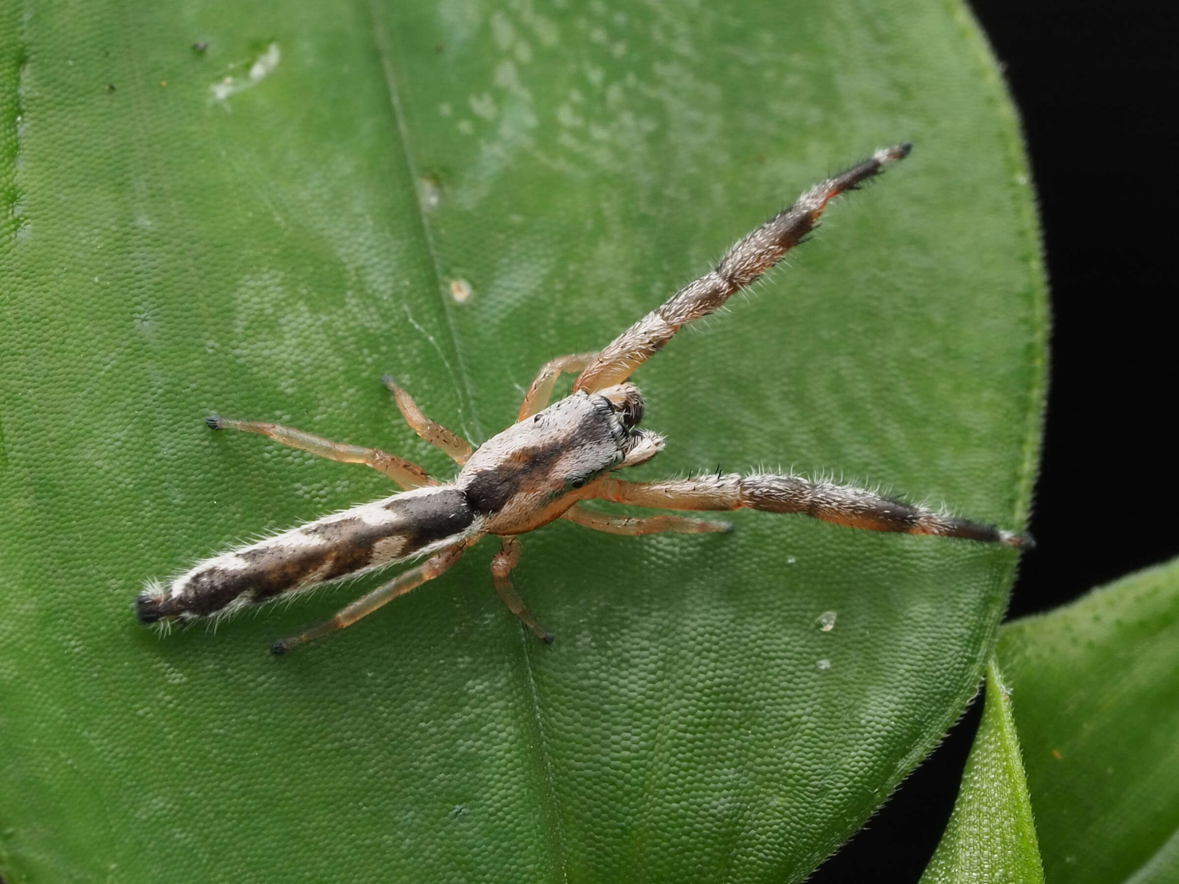 Image of Pike Slender Jumper