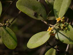 Image of Mangrove
