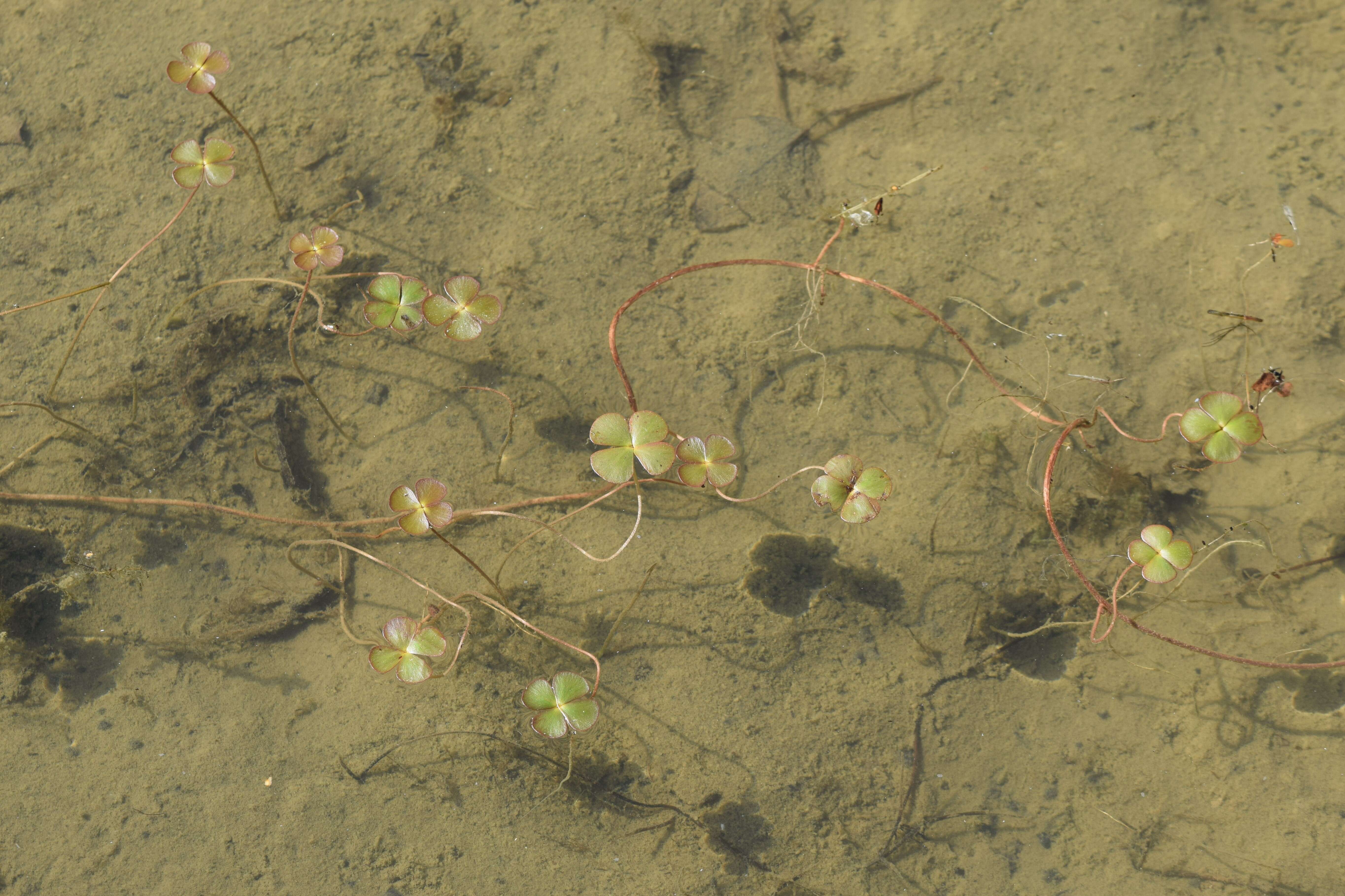 Plancia ëd Marsilea quadrifolia L.