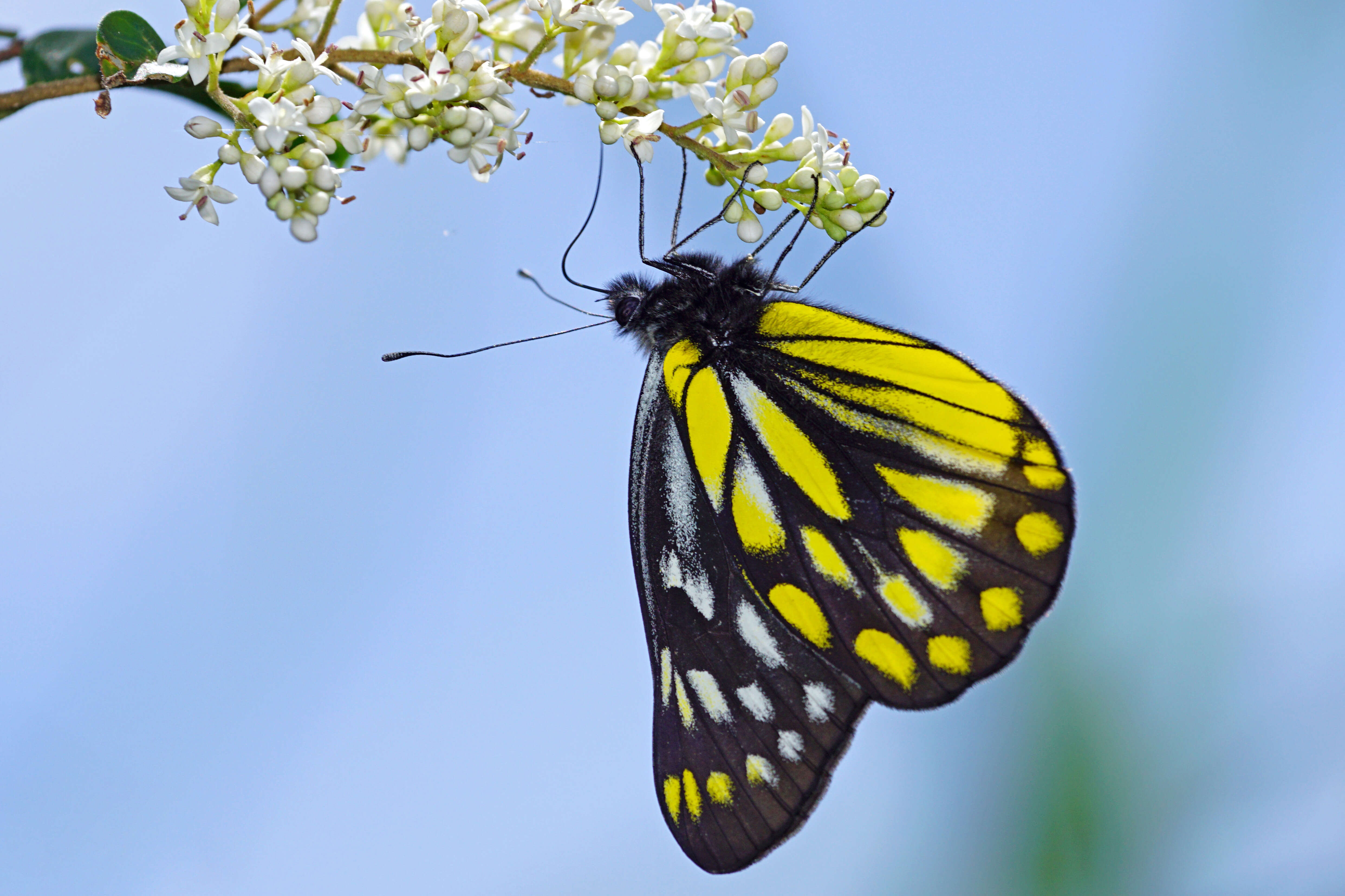 Image of Delias berinda