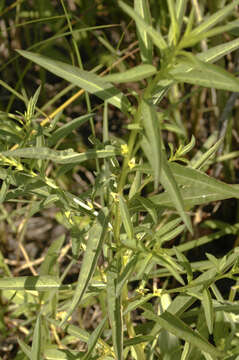 Image of manyfruit primrose-willow