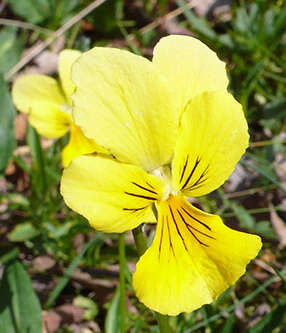 صورة Viola lutea subsp. calaminaria (DC. ex Gingins) J. D. Nauenburg