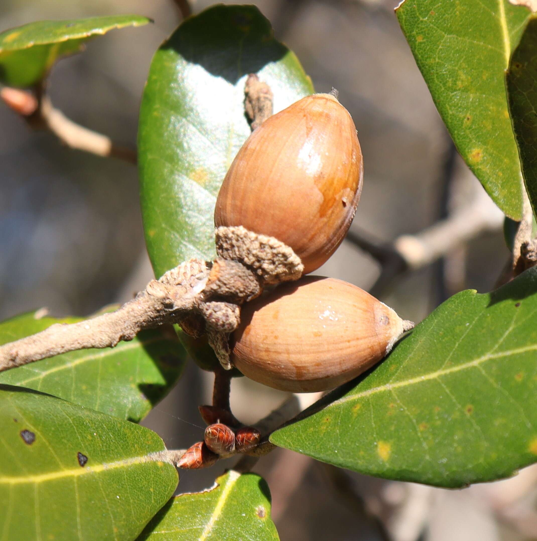 Sivun <i>Quercus phillyraeoides</i> kuva