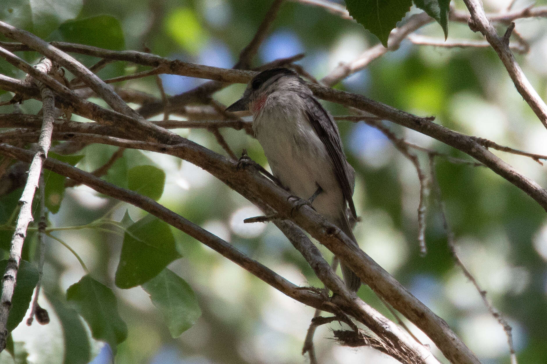 Pachyramphus aglaiae (Lafresnaye 1839) resmi