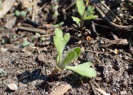 Image of Cuman ragweed