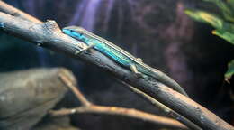 Image of China Grass Lizard