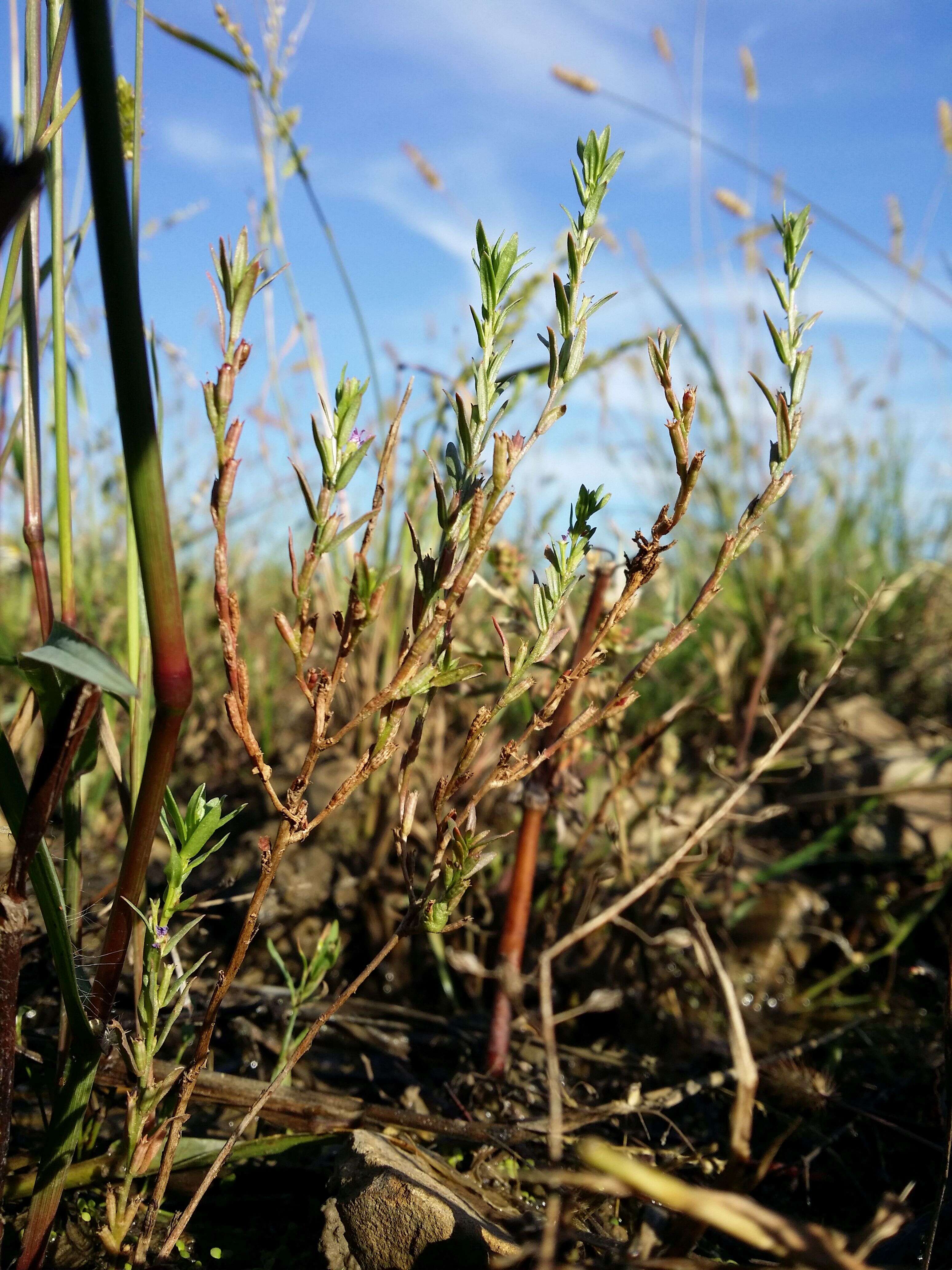 Image of Grass-poly