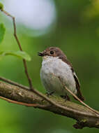 Image of European Pied Flycatcher