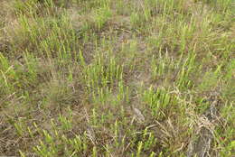 Image of Cuman ragweed