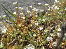 Image of nailwort