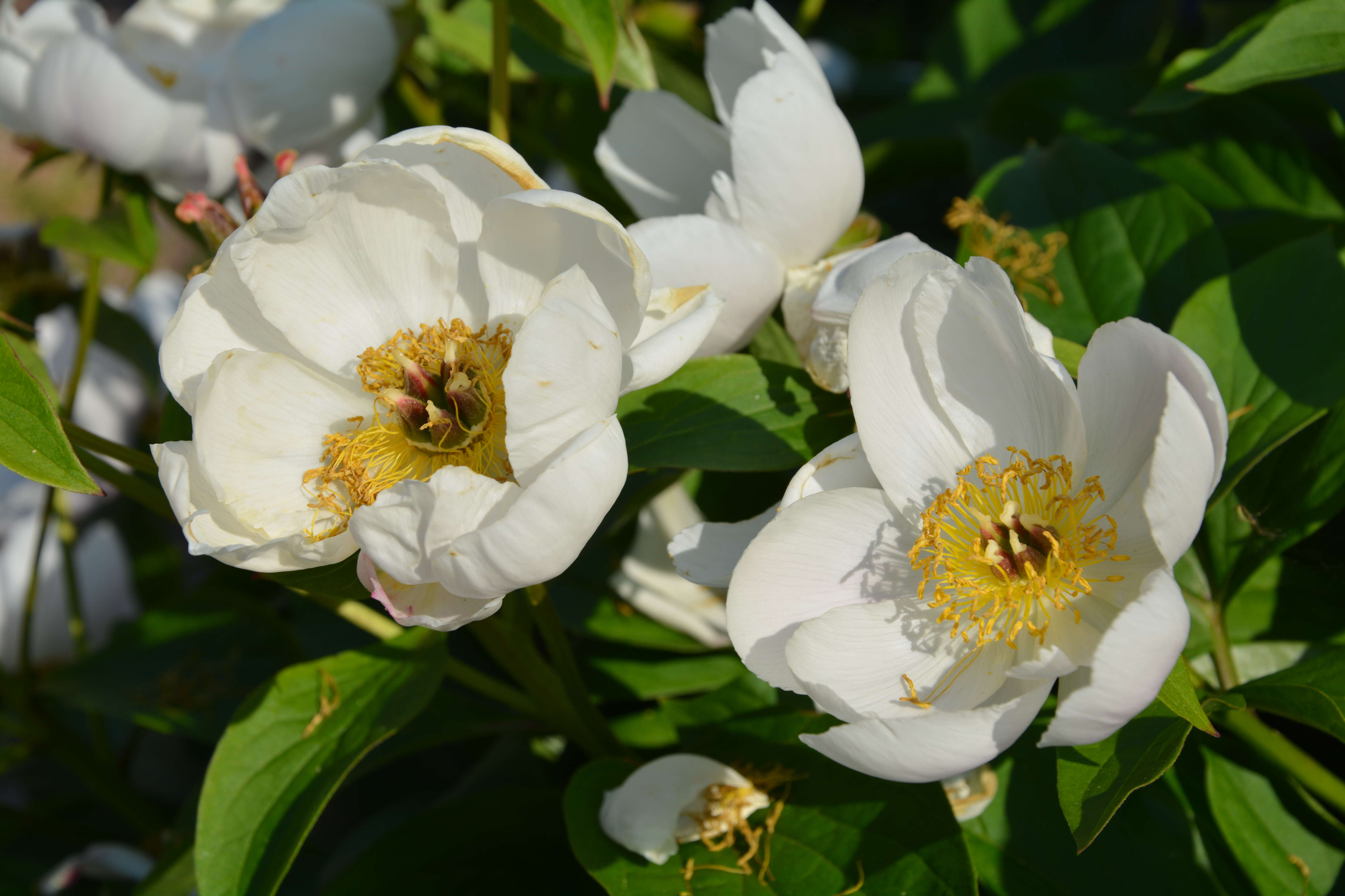 Plancia ëd Paeonia lactiflora Pall.