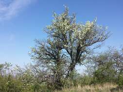 Plancia ëd Pyrus communis subsp. pyraster (L.) Ehrh.