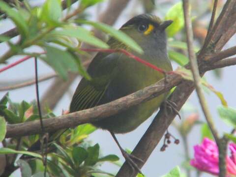 Image of Liocichla Swinhoe 1877