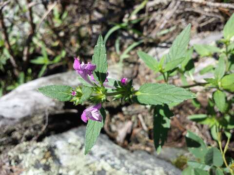 Imagem de Galeopsis ladanum L.