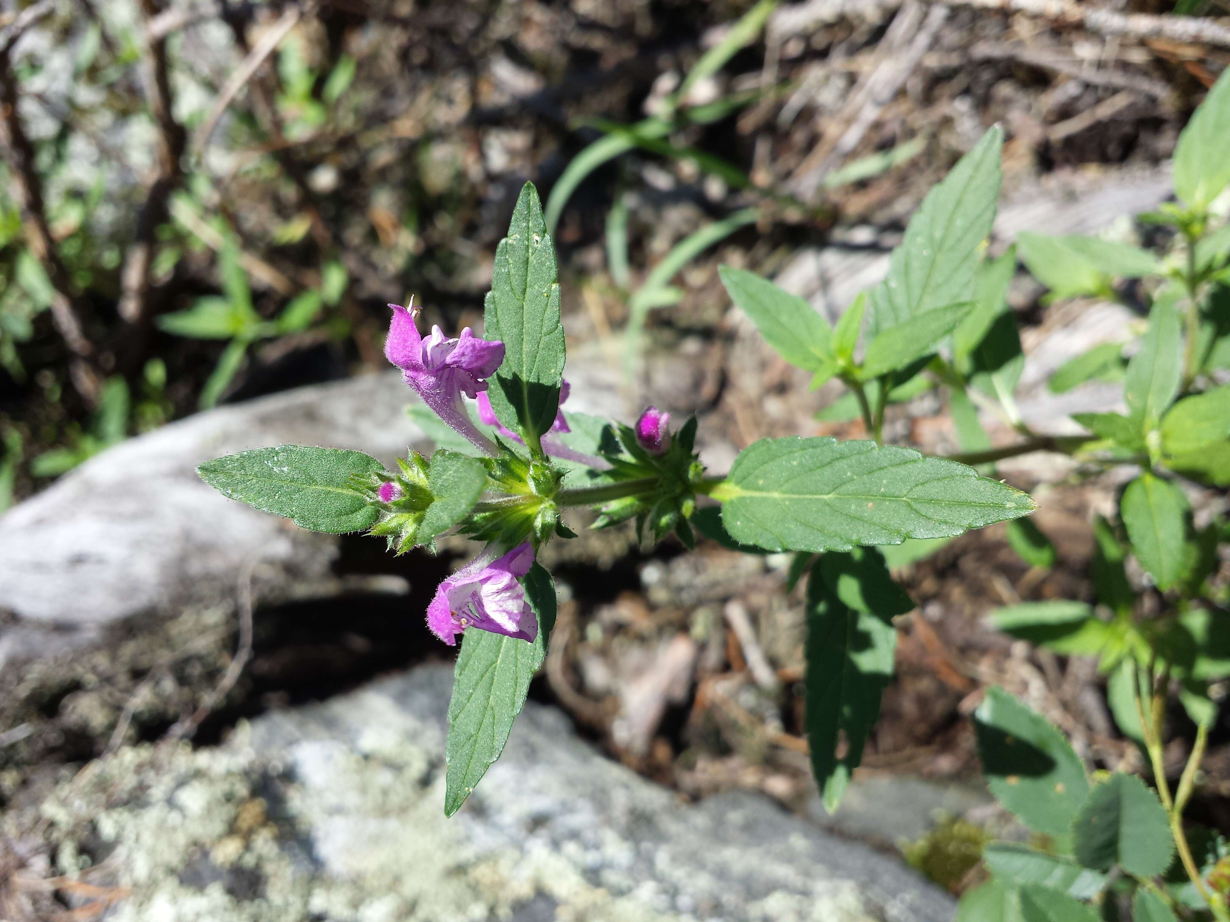 Image of Red hemp nettle