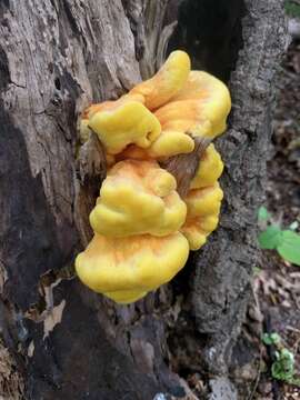 Image of Bracket Fungus