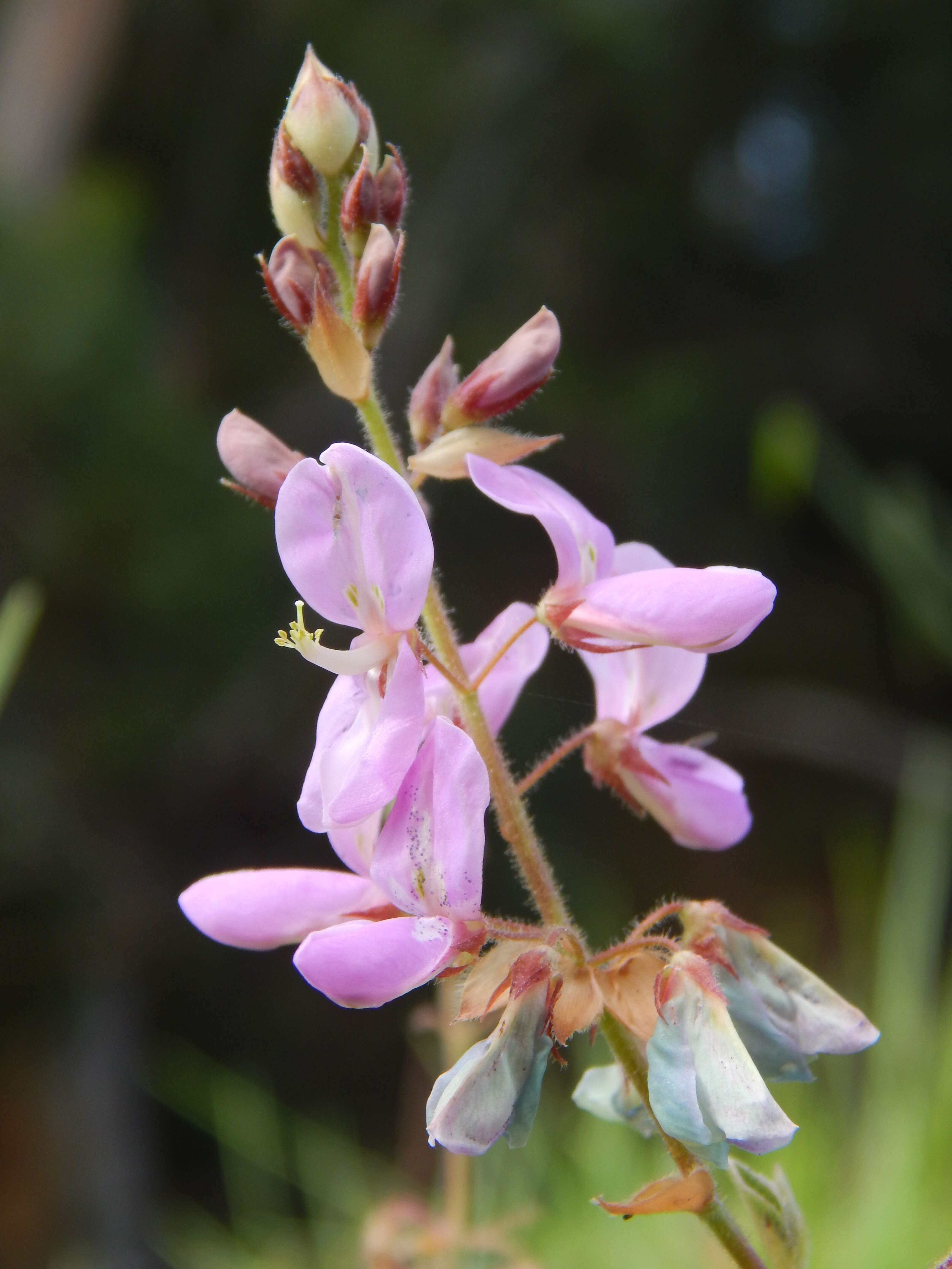 Image of greenleaf ticktrefoil