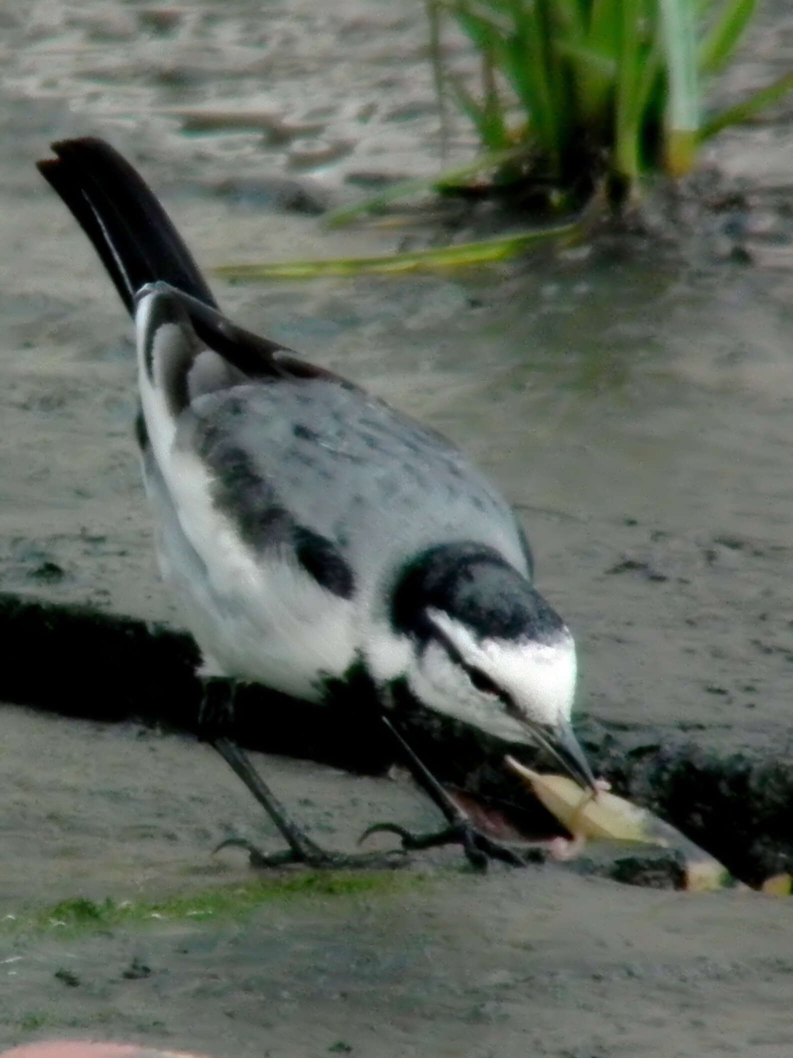 Image of Pied Wagtail and White Wagtail