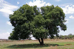 Image of Common hook-thorn Acacia