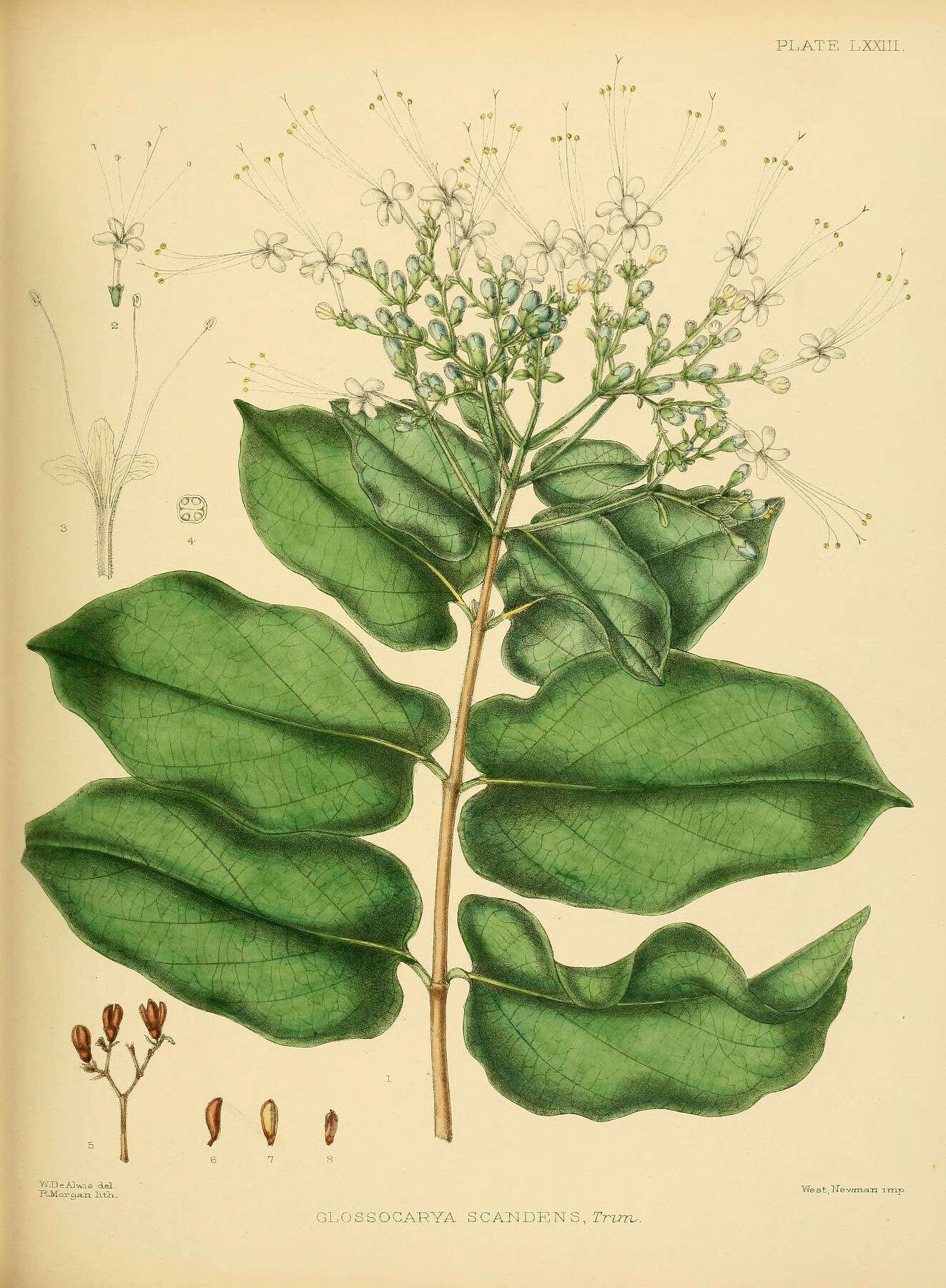 Image de Glossocarya