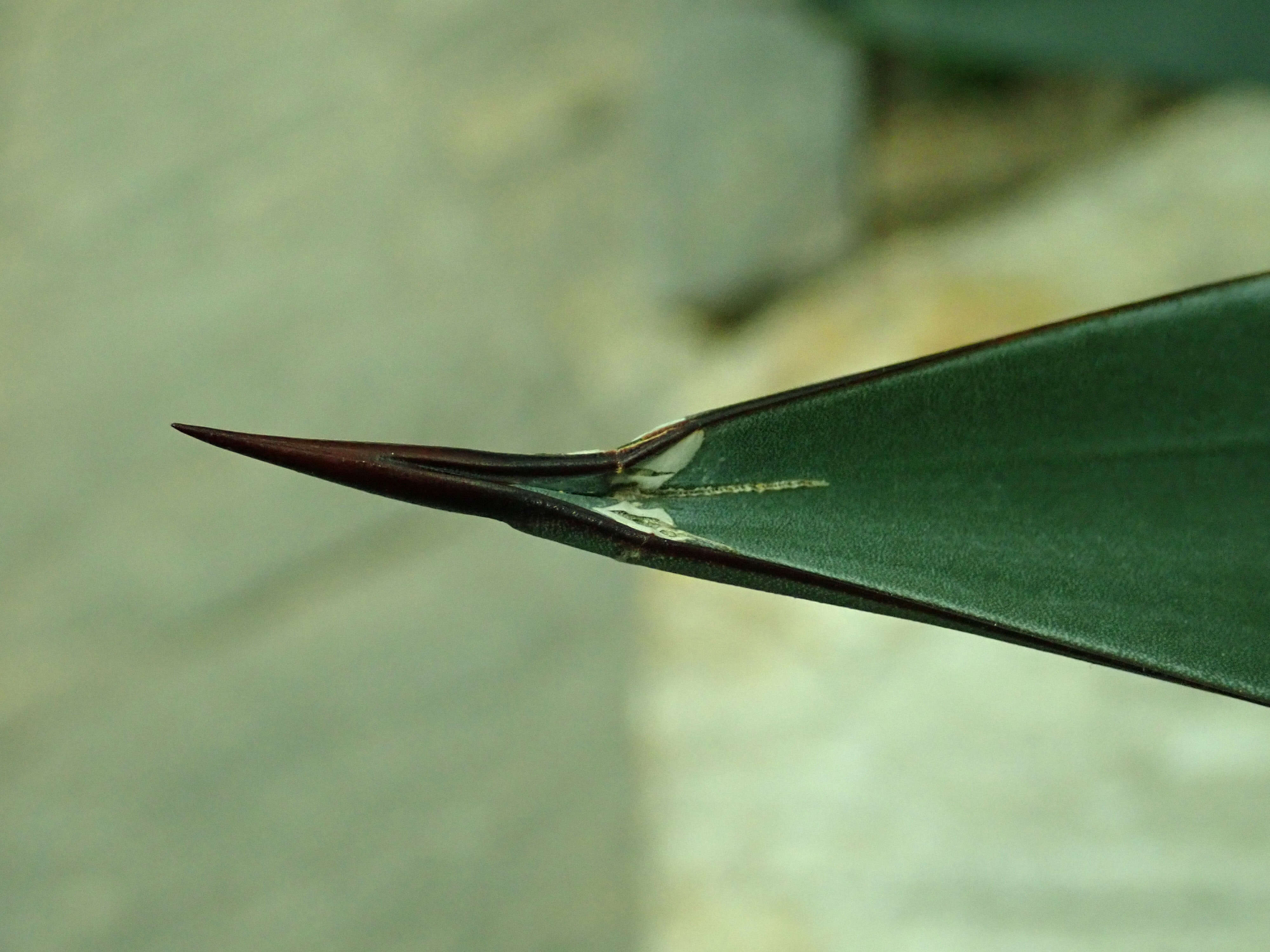 Image of tequila agave