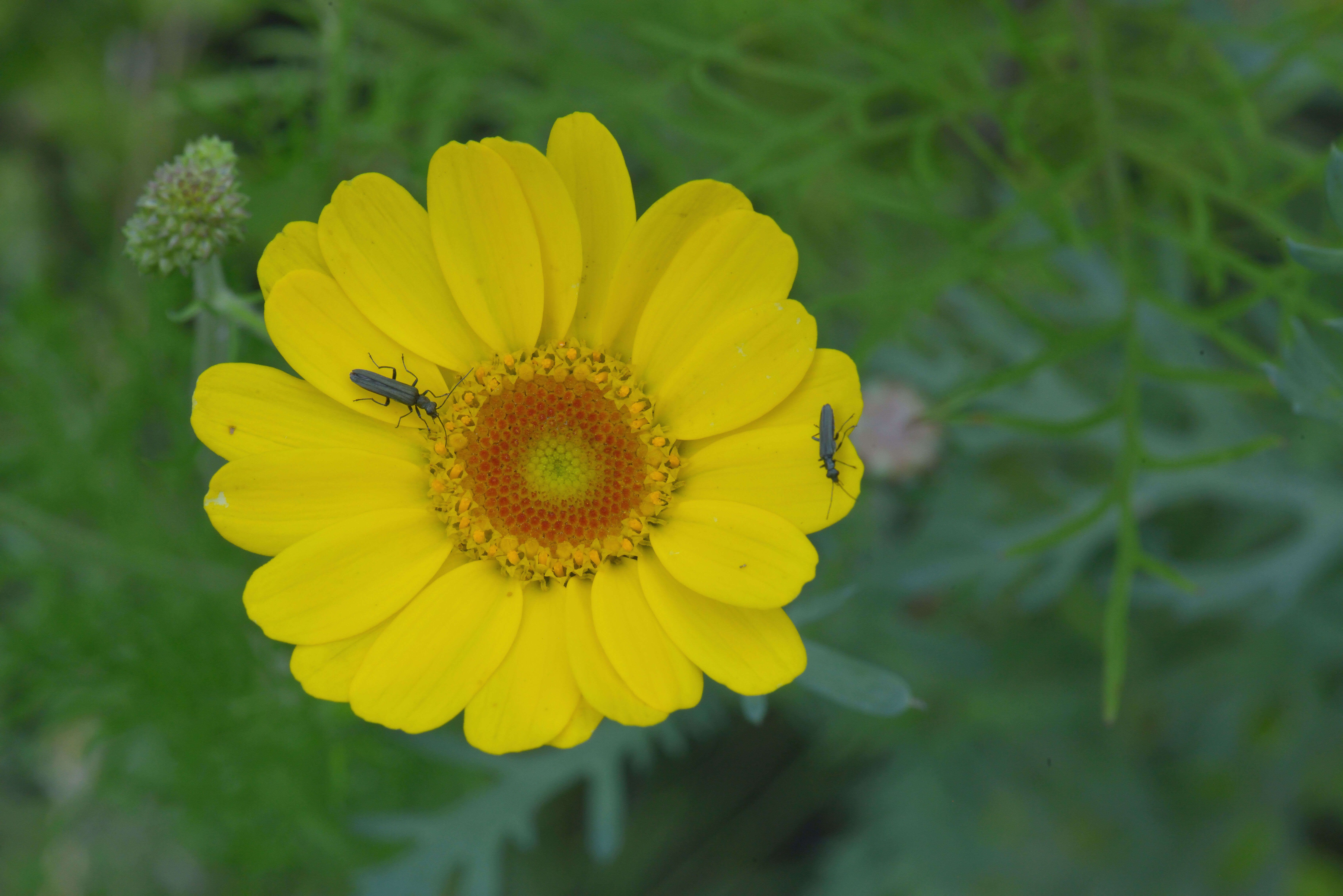 Image of corndaisy