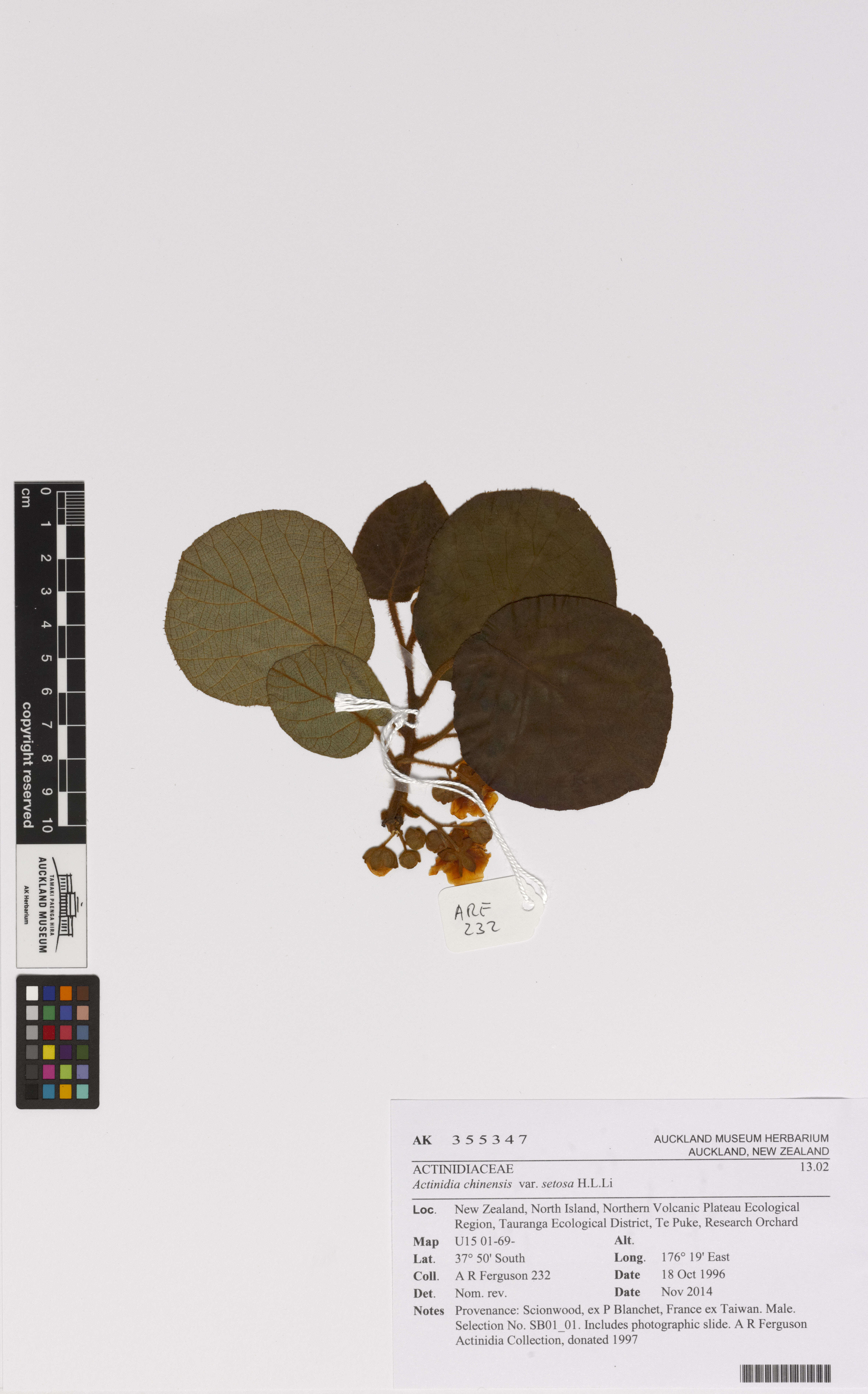 Image de Actinidia chinensis Planch.