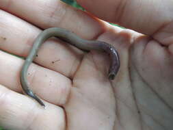 Image of Carpathian Brook Lamprey