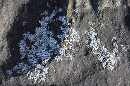 Image of rosette lichen